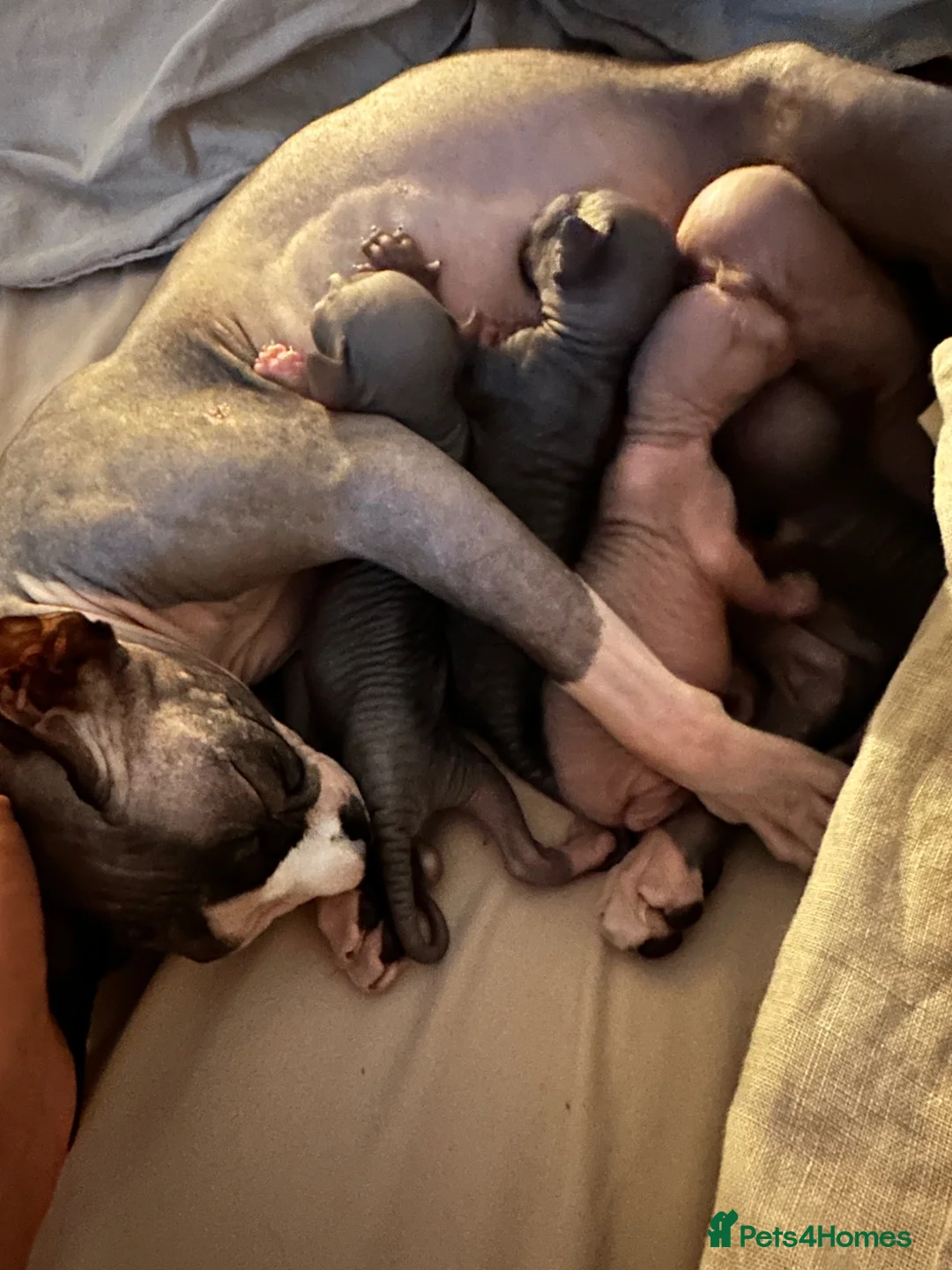 Sphynx cats for sale: Beautiful sphinx kittens  - Advert 1