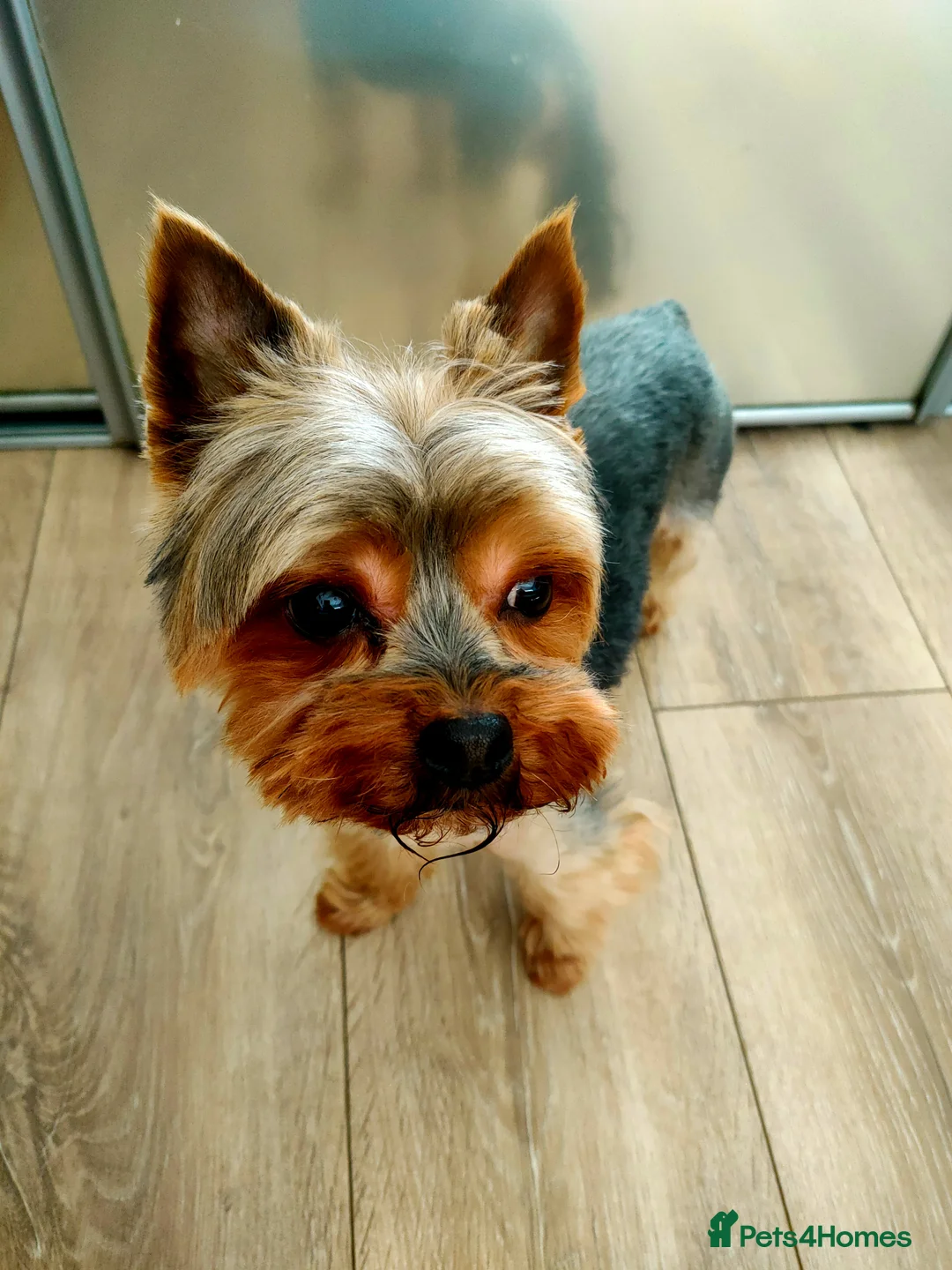 Yorkshire Terrier dogs for stud: Dog for stud  in Retford - Advert 16