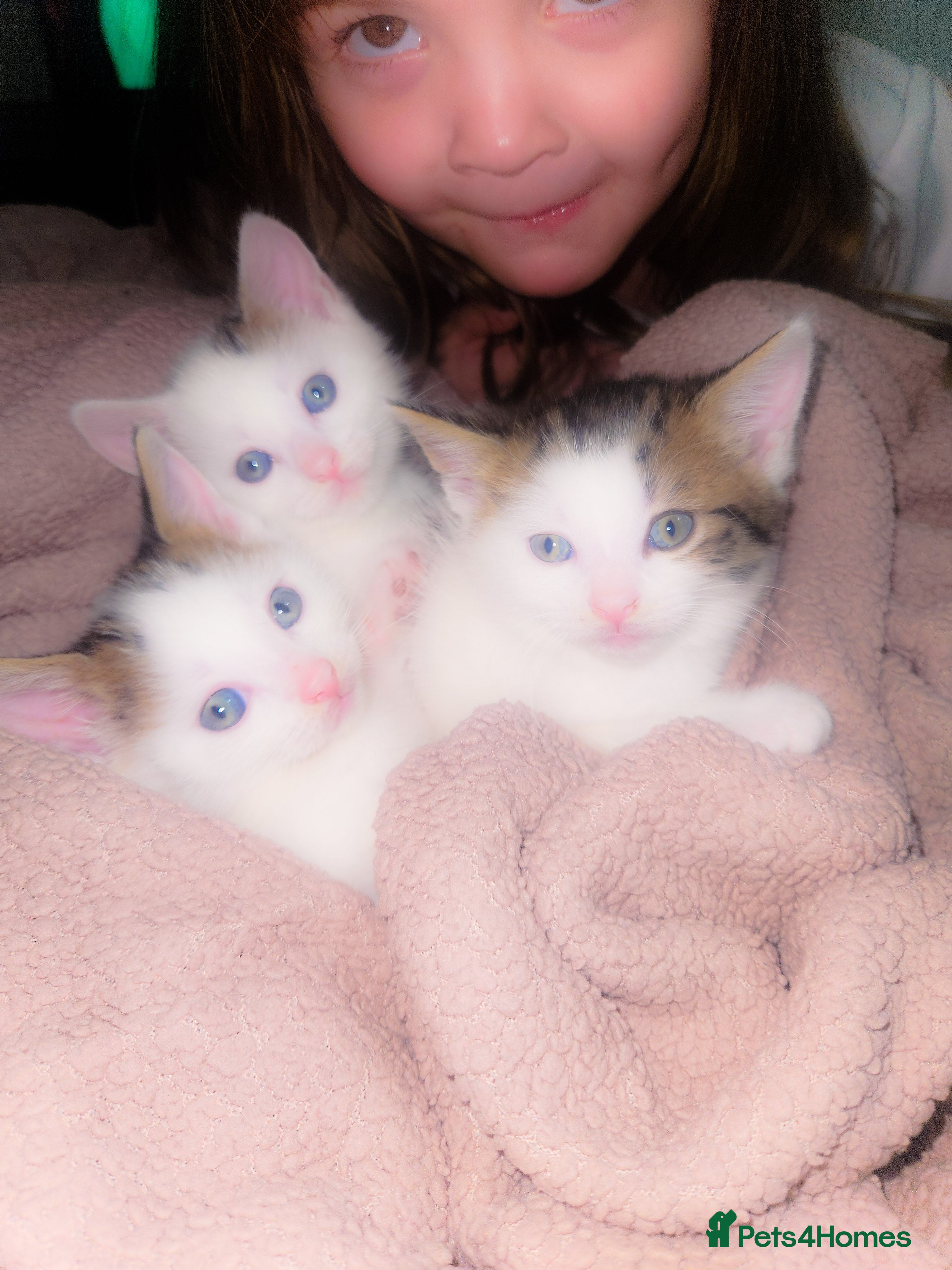 Mixed Breed cats mixed babies for sale  - Advert 16