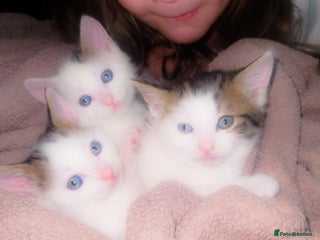 Mixed Breed cats mixed babies for sale - Advert 9