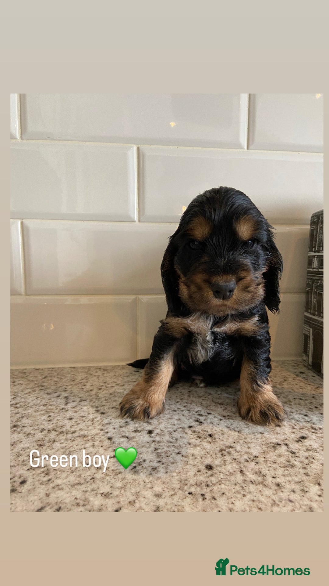 Cocker Spaniel dogs for sale: KC RIZI-BIZI show type European show champ lines - Image 7