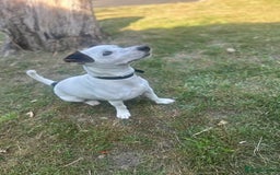 Jack Russell dogs for stud: JackRussell – 1 Year Old, Proven & Healthy in Maidstone - Image 2