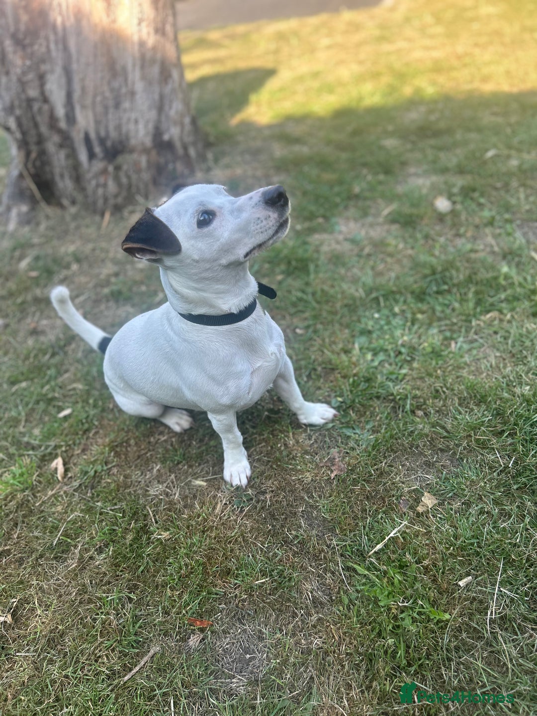 Jack Russell dogs for stud: JackRussell – 1 Year Old, Proven & Healthy in Maidstone - Image 2