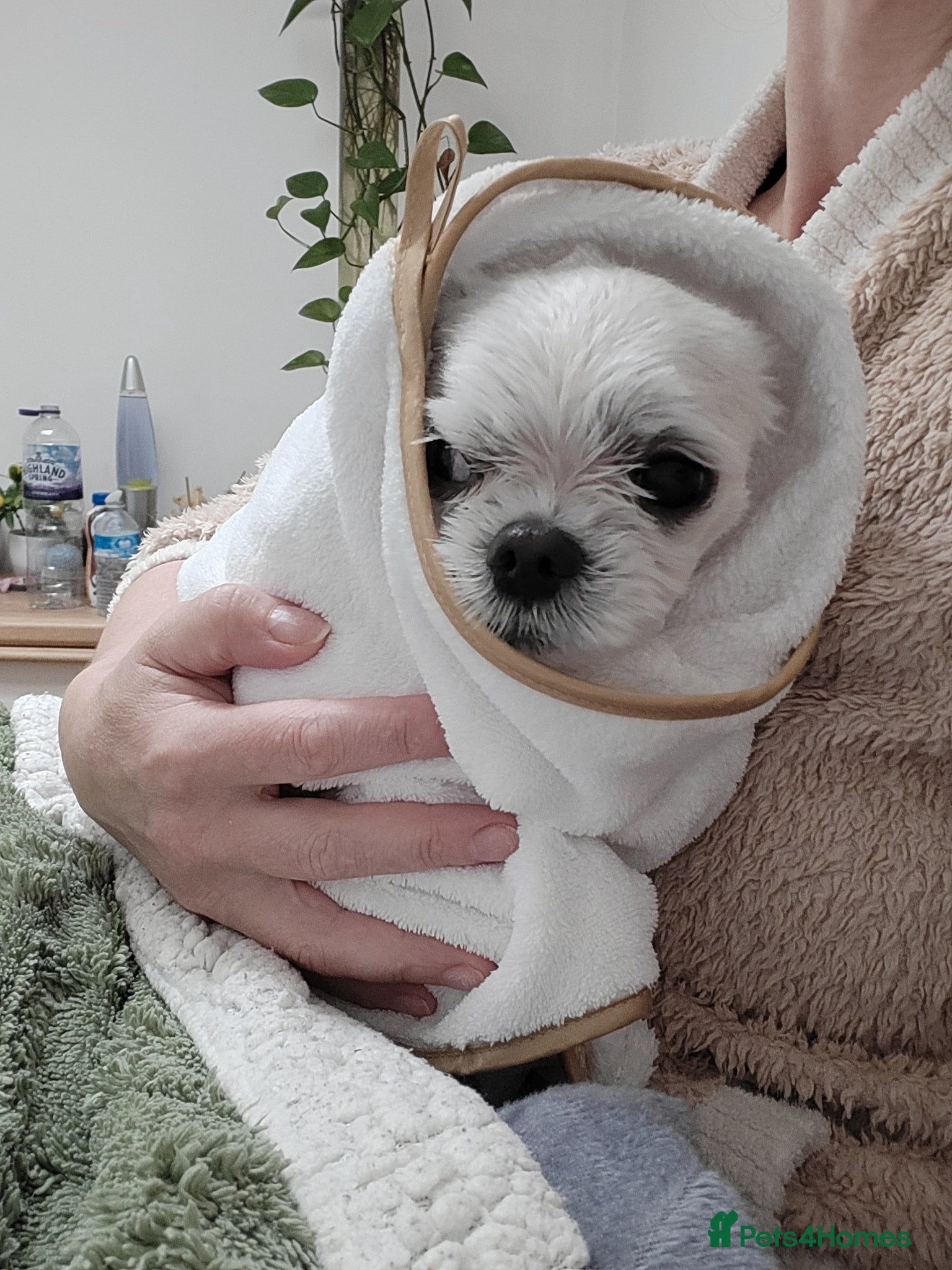 Bichon Frise dogs for sale: Korean Bison very small boy. - Advert 13