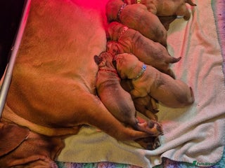 Dogue De Bordeaux dogs BEAUTIFUL DOGUE DE BORDEAUX PUPPIES - Advert 1