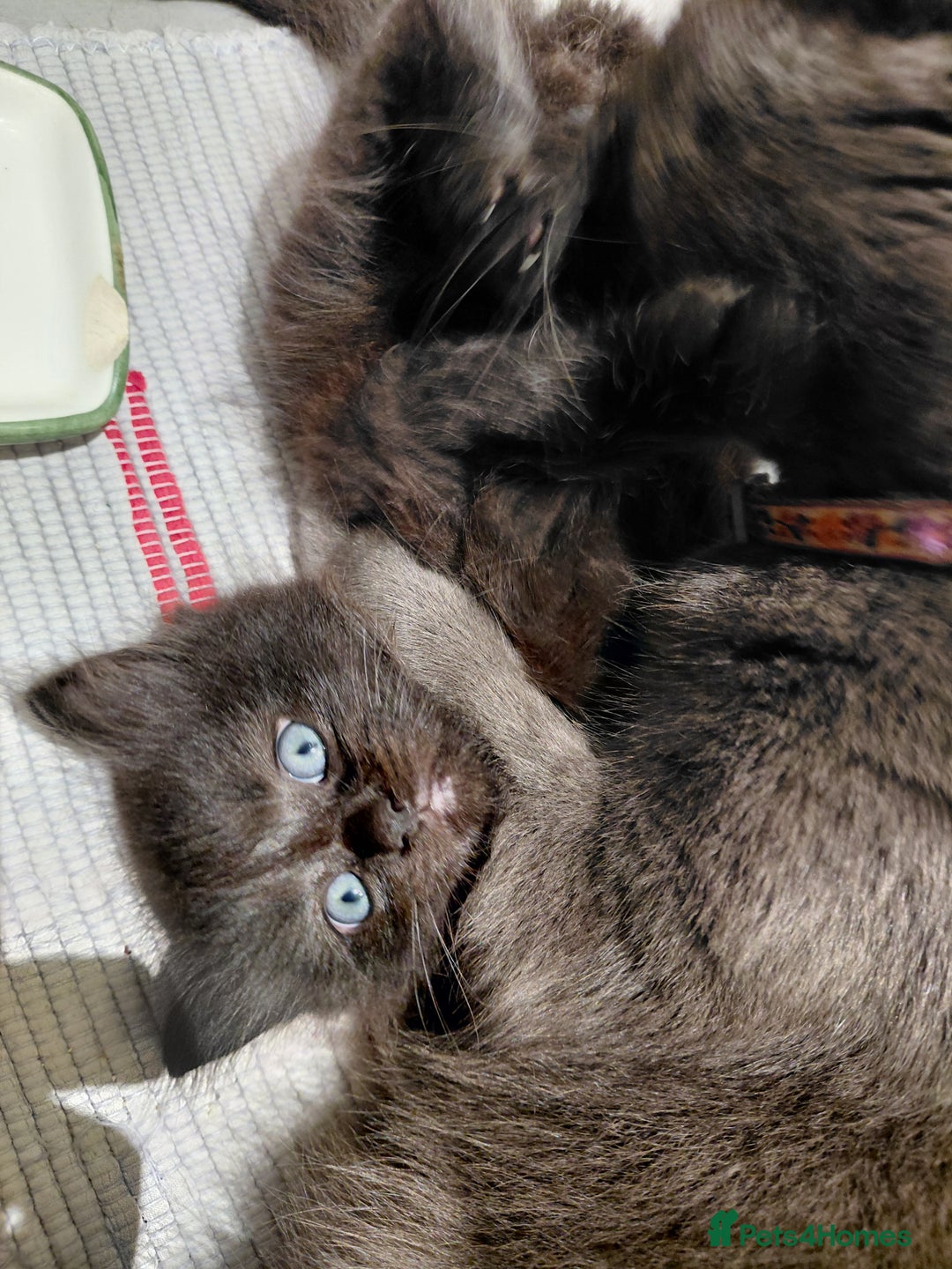 Mixed Breed cats for sale: Adorable mixed x russian blue x ragdoll - Advert 10