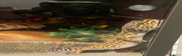 Leopard Gecko reptiles for sale: Leopard Gecko & Vivarium  - Advert 3