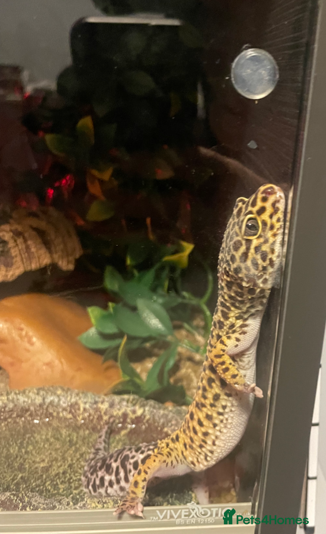 Leopard Gecko reptiles for sale: Leopard Gecko & Vivarium  - Image 3