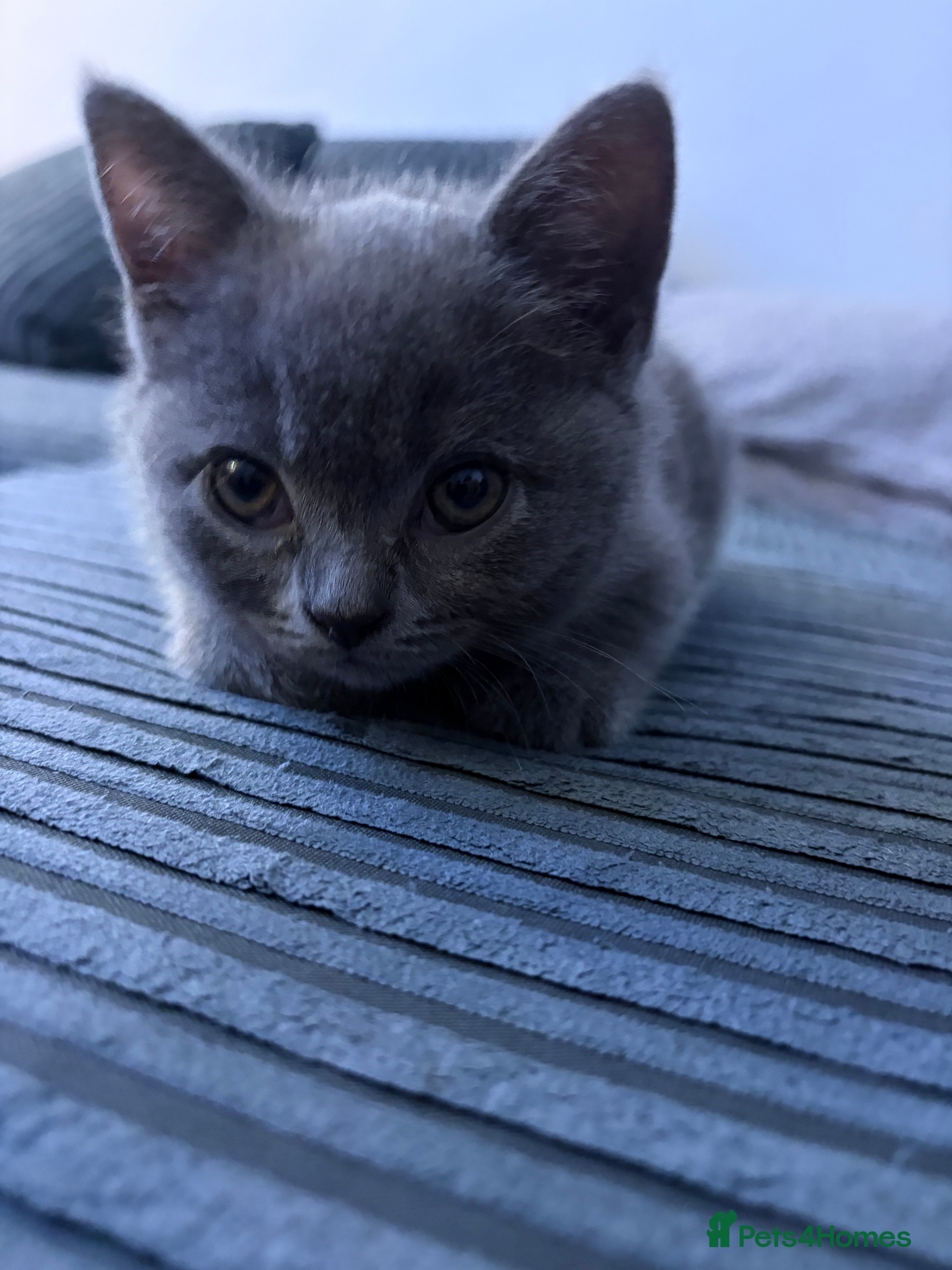 British Shorthair cats British Shorthair !!  - Advert 2