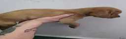 Labrador Retriever dogs for sale: 8 labrabdor puppies - Advert 19