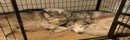 Siberian Husky dogs for sale: Beautifull Siberian Husky puppies - Advert 6
