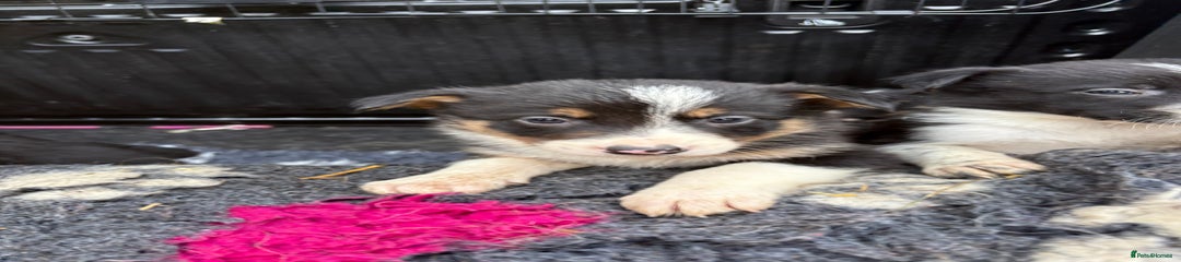 Border Collie Puppy 4