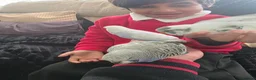 Budgerigars birds for sale: Hand tamed baby budgies for sale  in Walsall - Advert 4