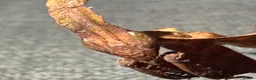 Praying Mantis invertebrates for sale: Phyllocrania paradoxa(ghost mantis) - Advert 6