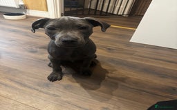 Staffordshire Bull Terrier dogs for sale: Staffordshire terrier pup boy 3 months old ;) - Image 6