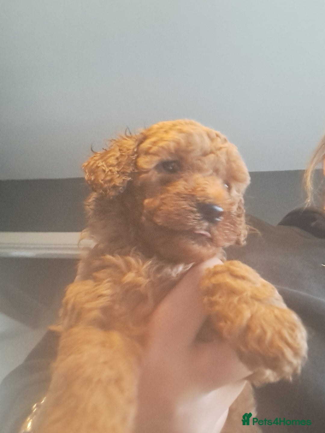 Cockapoo dogs for sale: 2 beautiful toy cockapoos  - Image 6