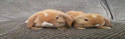 Mini Lop rabbits for sale: Beautiful mini lops baby's  - Advert 8