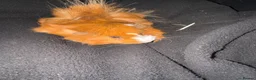 Guinea Pig rodents for sale: 2 females and 4 males for sale  - Advert 4