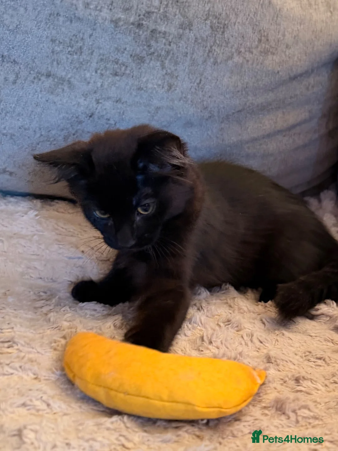 Savannah cats for sale: 🐾💕 **BEAUTIFUL SAVANNAH x SIBERIAN - Advert 2
