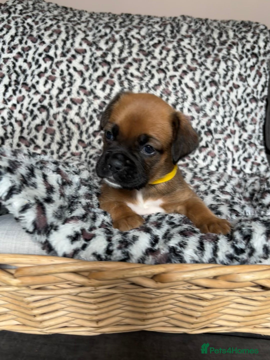 Boxer dogs for sale: Gorgeous boxer puppies for sale  - Image 3