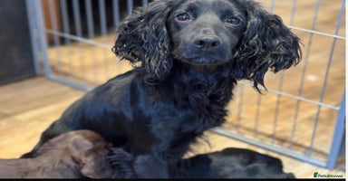 Cocker Spaniel dogs - Advert 5