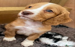 Cocker Spaniel dogs for sale: Beautiful KC Registered Working Cocker Spaniel Boy - Image 4