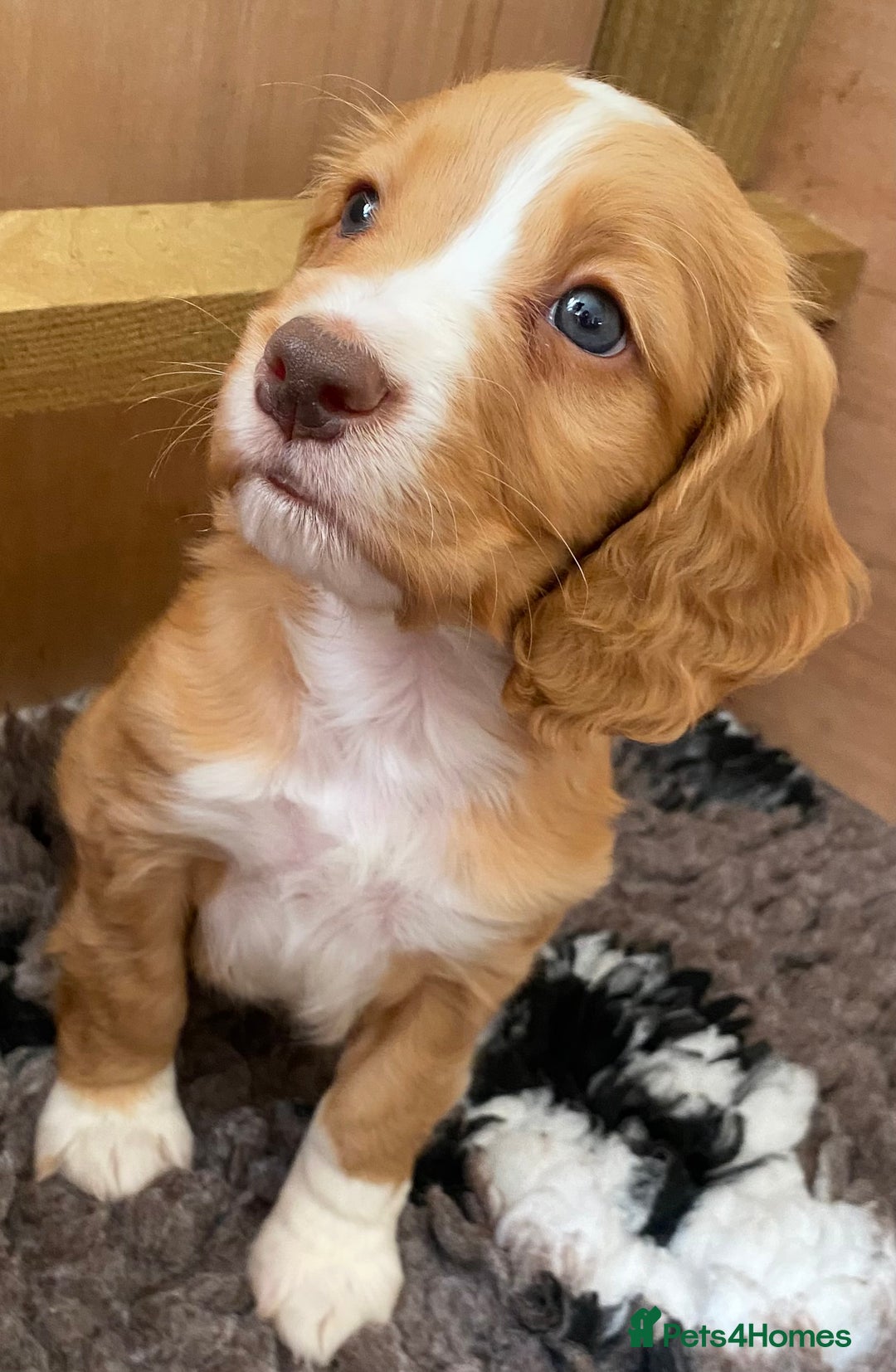 Cocker Spaniel dogs for sale: Beautiful KC Registered Working Cocker Spaniel Boy - Image 4
