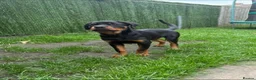 Rottweiler dogs for sale: Female Rottweiler  - Advert 8