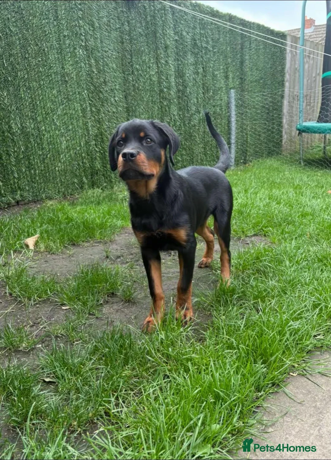Rottweiler dogs for sale: Female Rottweiler  - Advert 8