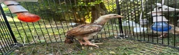 Chickens poultry for sale: Amazing 6 aseel chic from pure blood - Advert 1