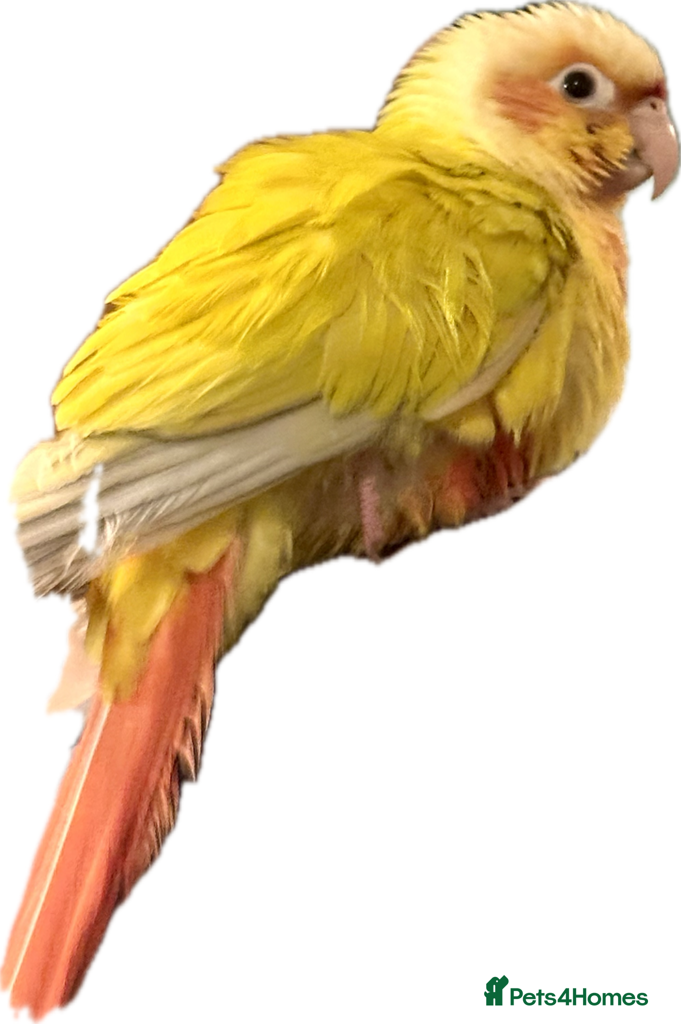 Conures birds 2 month Hand reared tame super free flight trained - Advert 21