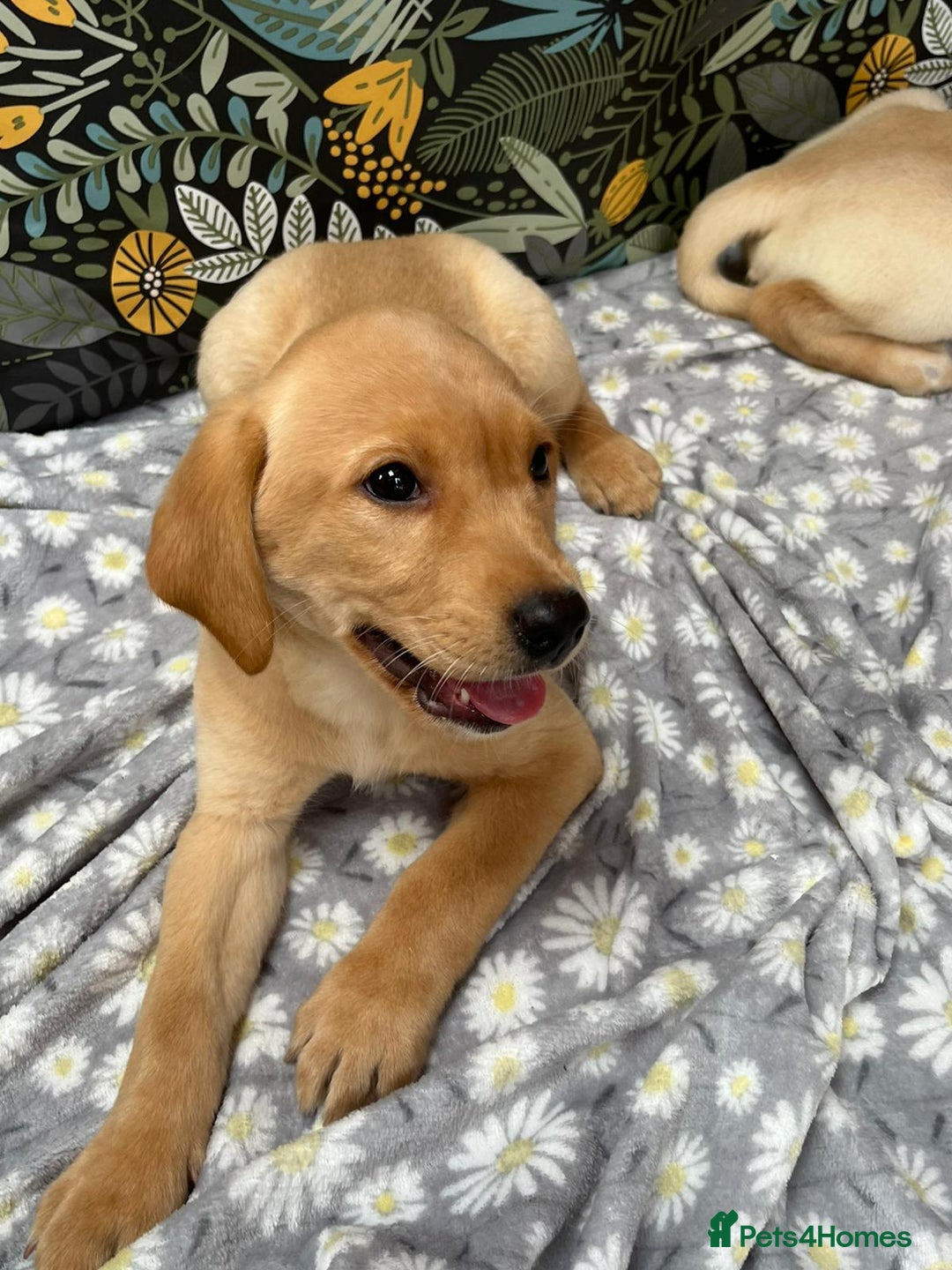 Labrador Retriever dogs for sale: Labrador puppy's  - Image 9