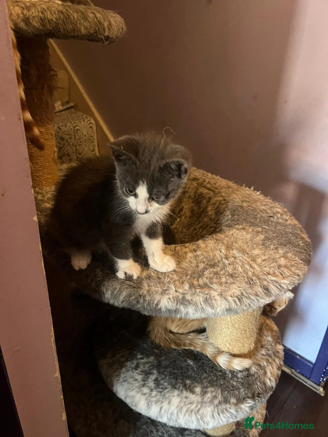 Mixed Breed cats for adoption: Little Bear is a cutie boy looking for a home in Hook - Advert 6