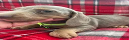 Dachshund dogs for sale: Beautiful dachshunds puppies  - Advert 6