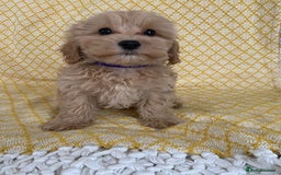 Maltipoo dogs for sale: WAITING LIST NOW OPEN Beautiful h/tested maltipoos - Image 7