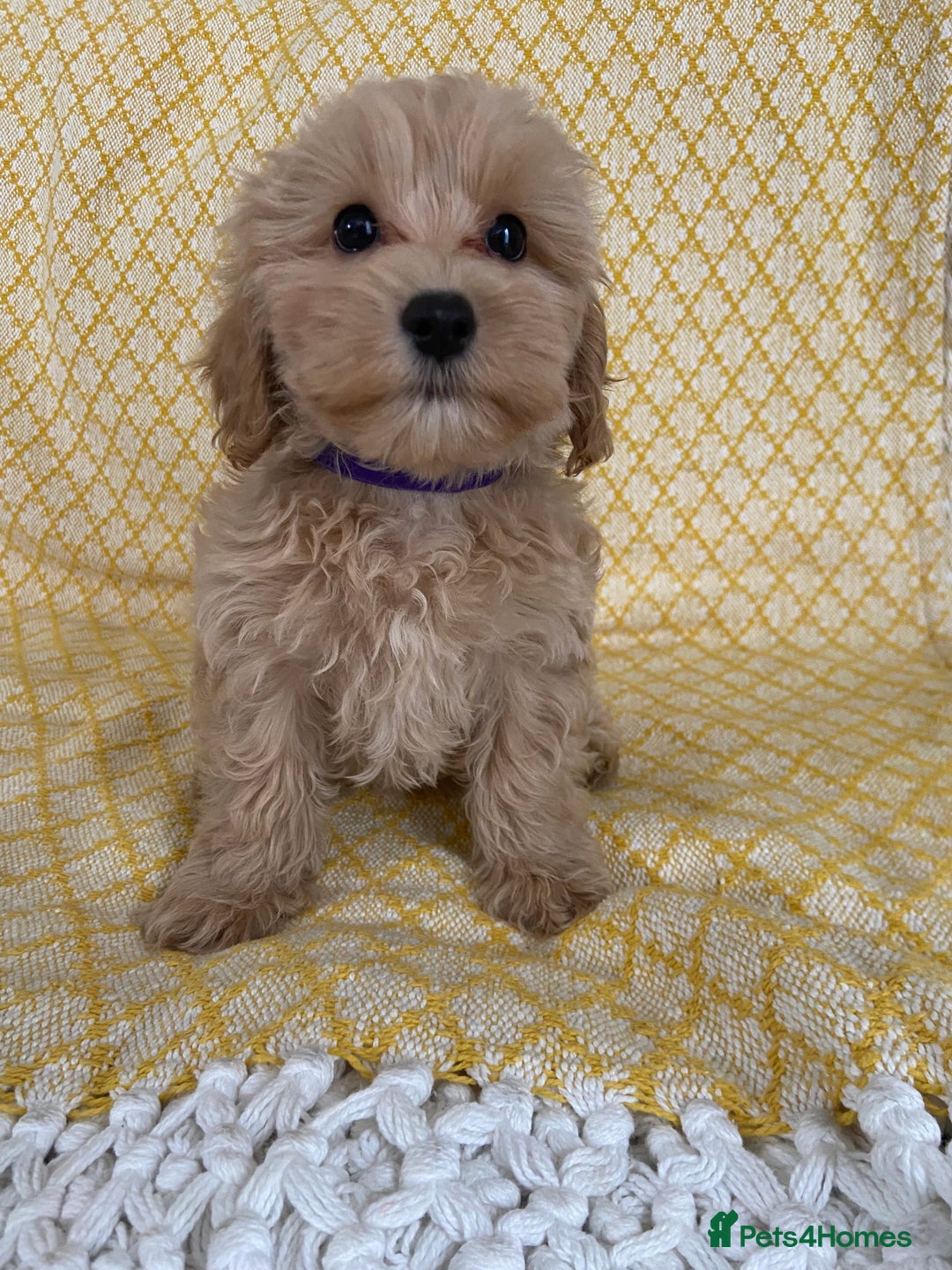 Maltipoo dogs for sale: WAITING LIST NOW OPEN Beautiful h/tested maltipoos - Image 7