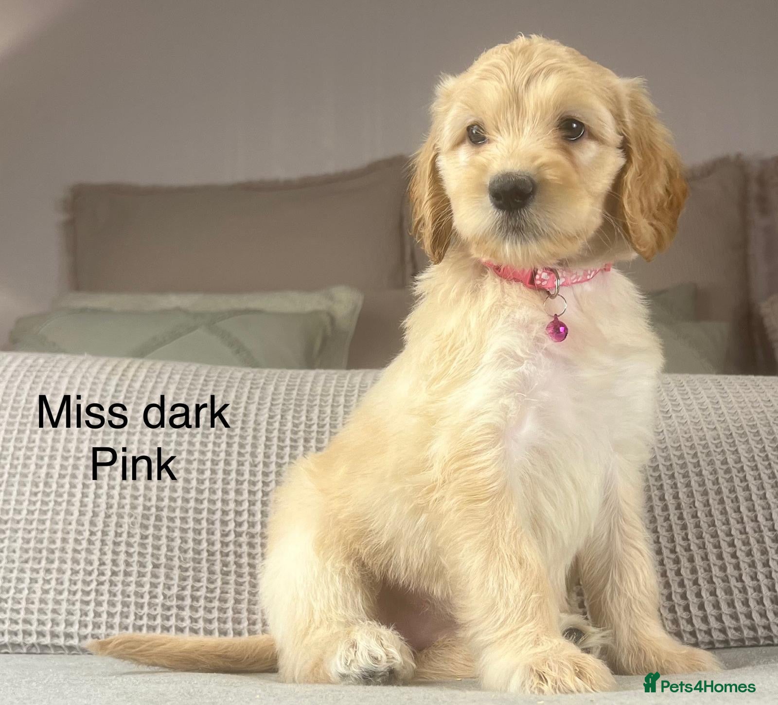 Irish Doodle dogs The perfect Doodle - Advert 1