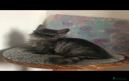 Norwegian Forest Cat cats for sale: Norweigan Forest Kittens  - Image 4