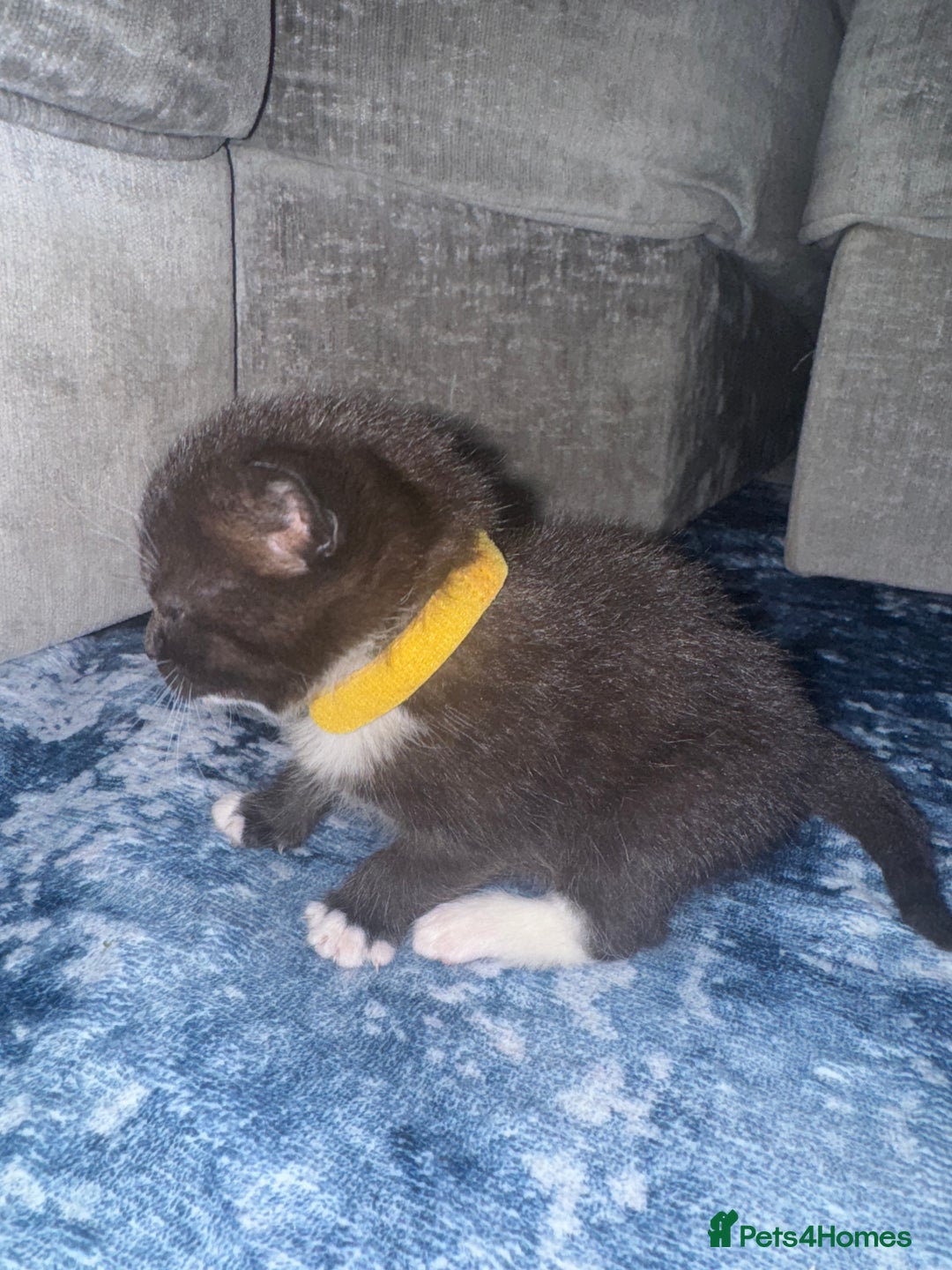 British Shorthair cats for sale: British short hair cross breed - Image 3