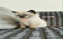 Ragdoll cats for sale: 5 Adorable Ragdoll Kittens🐾 - Image 34