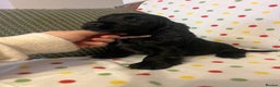 Cocker Spaniel dogs for sale: Show cocker spaniels  - Advert 16