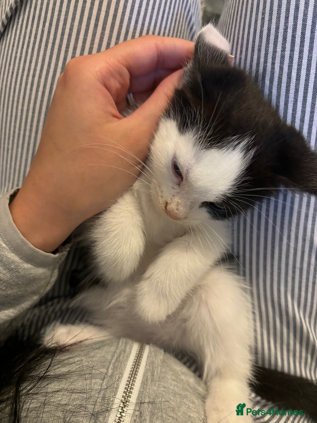 Turkish Van cats for sale: READY IN 1 WEEK Turkish van - Image 2