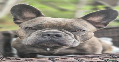 French Bulldog dogs - Advert 2
