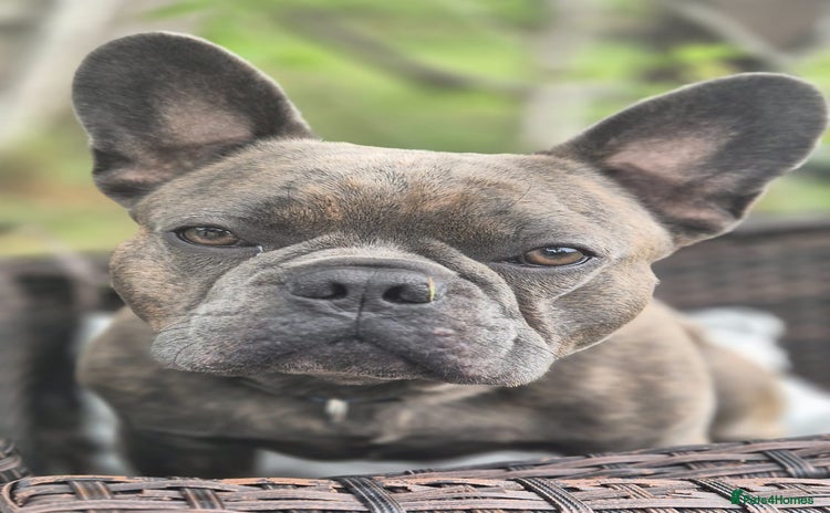 French Bulldog dogs - Advert 1