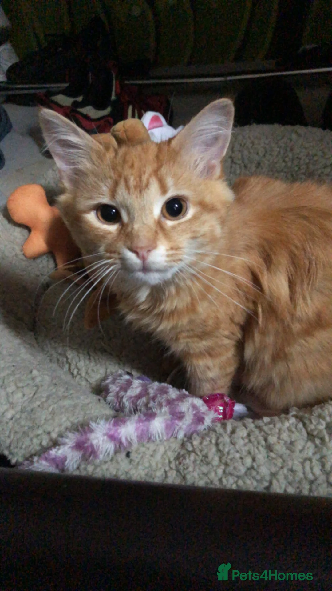 Maine Coon cats for sale: Maine coon cat  in London - Advert 2