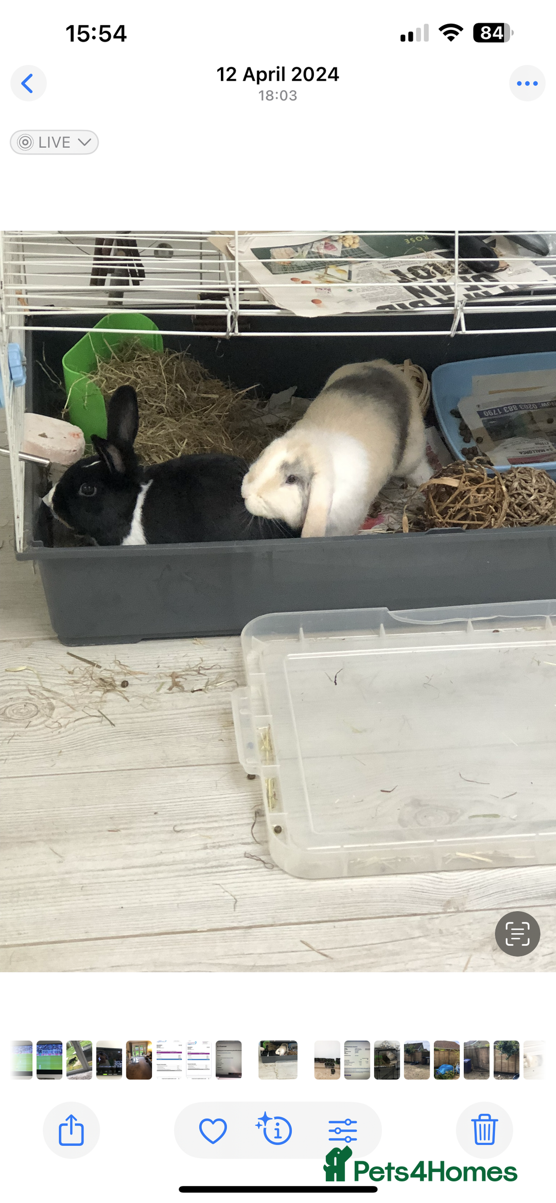 Cashmere Lop rabbits for sale: 2 Adorable rabbits best of friends - Image 10
