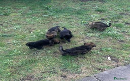 German Shepherd dogs for sale: Puppies looking for new home - Image 4