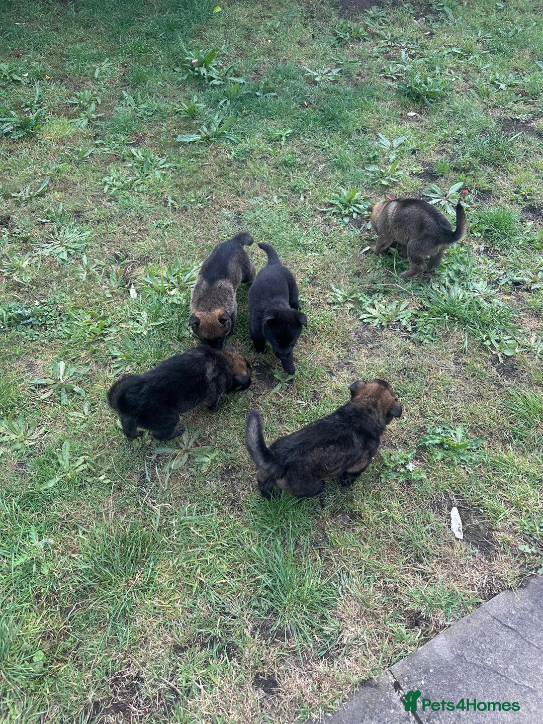 German Shepherd dogs for sale: Puppies looking for new home - Image 4
