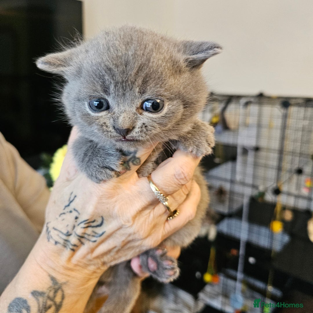 British Shorthair cats for sale: GCCF blue male  - Image 7