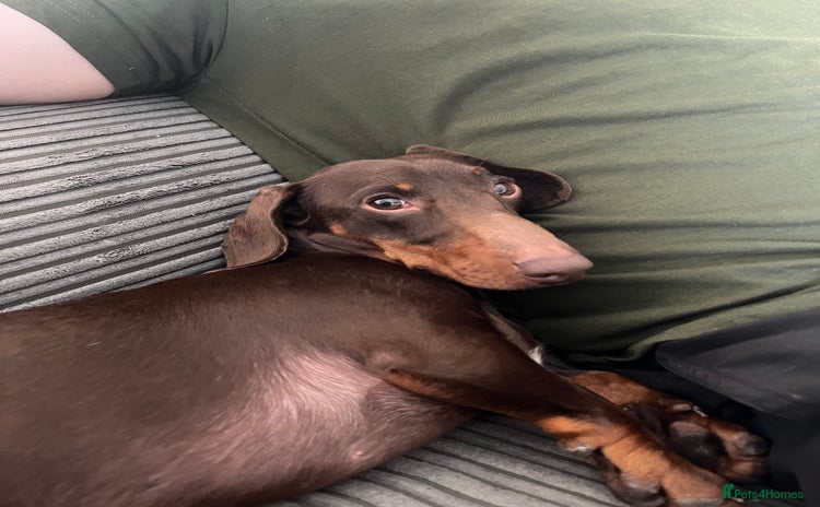 Miniature Dachshund dogs - Advert 5
